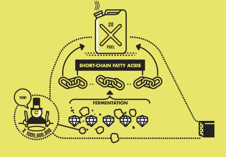 How a Bean Becomes a Fart